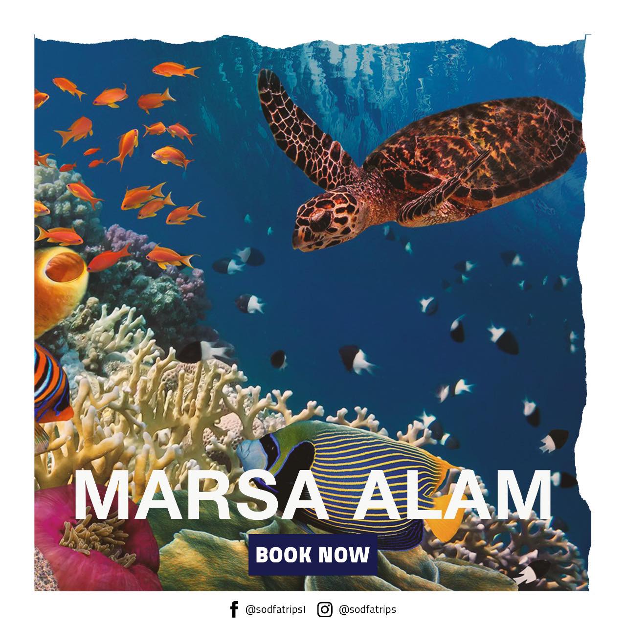 Home marsa alam1